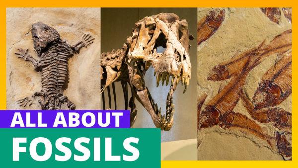 Let's learn about fossils and how they're formed