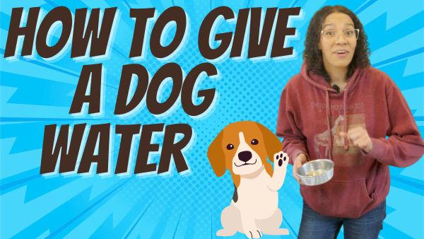 Let's learn how to give dogs their water.