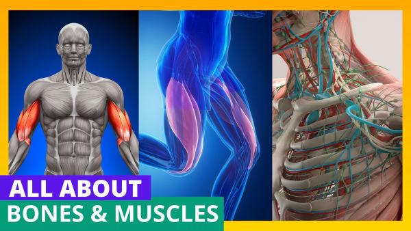 Let's Learn About Bones and Muscles