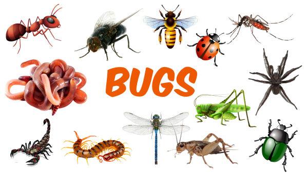 Lets Learn Bugs Names Together!