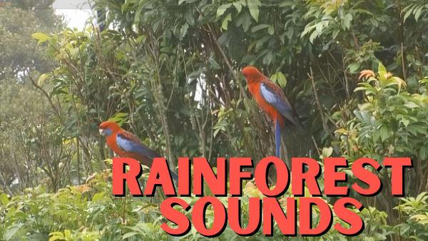 Let's listen to the sounds of a rainforest! 