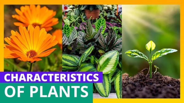 Let's explore the amazing characteristics of plants!