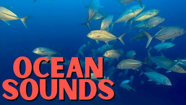 Let's listen to the sounds of the ocean! 