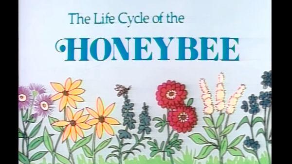 Read and discuss The Life Cycle of the Honeybee with Reading Rainbow!