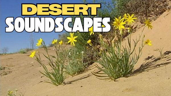 Let's listen to the sounds of the desert! 