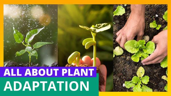 Let's Learn About the Plants Life!