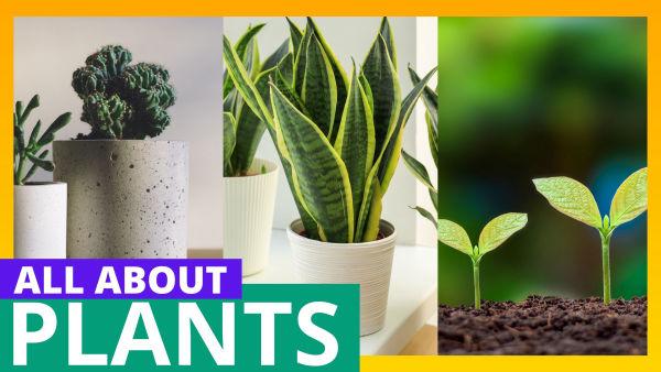 Let’s explore plant structure and growth!