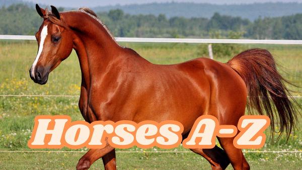 In Horses A-Z, discover the amazing world of horses, from wild mustangs to powerful draft breeds. Learn about their history, care, and the many ways they’ve helped humans throughout time!