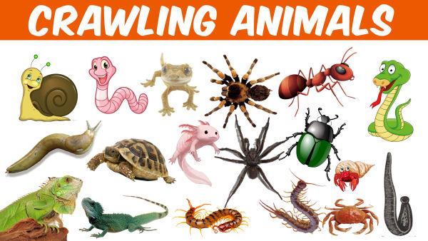 Lets Learn the Names of Crawling Animals