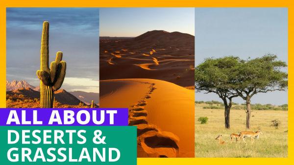 Let's Learn About the Deserts and Grassland!