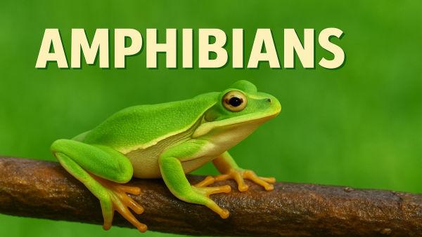 Let's learn about amphibians with Eyewitness!