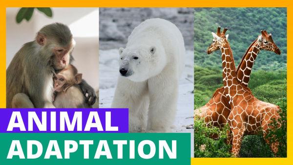 Animal Life for Children