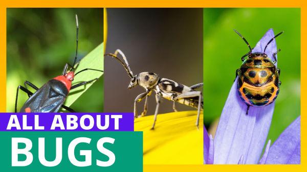 Let's Learn About the Bugs!