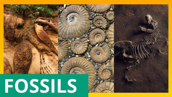 Let's Learn About the Science of Earth!